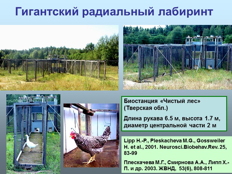 Гигантский радиальный лабиринт